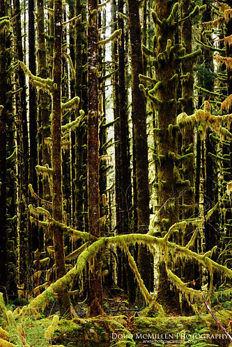 washington moss rainforest hohrainforest olypmicpeninsula february2013