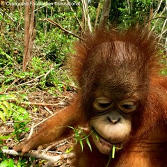 Satria with a fern stem in his mouth