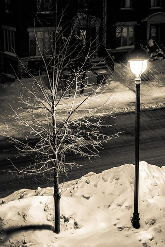 street winter bw snow tree lamp monochrome sepia night neighbour neighbor precipitation toning canoneos7d 2470lii