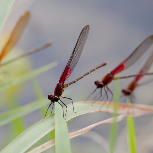 Damselflies at rest on a blade of grass with wings closed. 