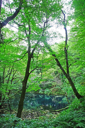 lake japan forest 東北 青森 湖 森林 白神 十二湖 沸壺の池