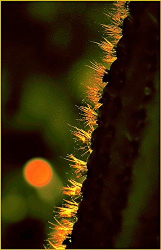 sunset arizona cactus nature nikon desert scottsdale fairmont d800 ipad hirschfeld areoles photogene snapdecisions nikonflickraward inspiringcreativeminds