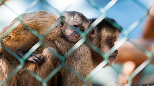 blue baby brown white black eye animal metal fur mammal nose monkey back trapped wire infant stuck watch watching environmental cage right help environment protect protecting imprison endagered