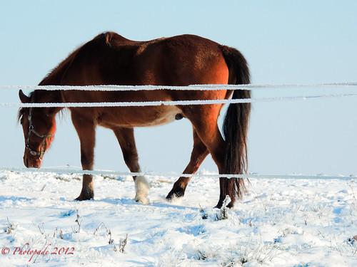 france nature photoshop cheval hiver 4 f neige picardie lightroom somme nikoncoolpixp510 photoshoplightroom4