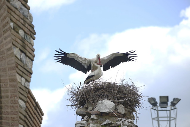 塞爾丘克 (Selçuk) 是離艾菲索斯 (Ephesus) 遺跡最近的城市，此地多處斷垣殘壁頂端都有送子鳥（鸛鳥）所搭的巢，每個巢會有一對送子鳥，牠們會在空中翱翔一陣，然後又返回巢裡站立，不時還會用鳥喙快速的敲擊，發出「扣扣扣扣」的聲音，也算此一城市的特殊景觀。