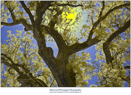 california amadorcounty jackson indiangrindingrockstatehistoricpark chawse oak quercuslobata valleyoak molla infrared ir tree
