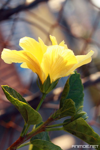 yellow carnation gardening
