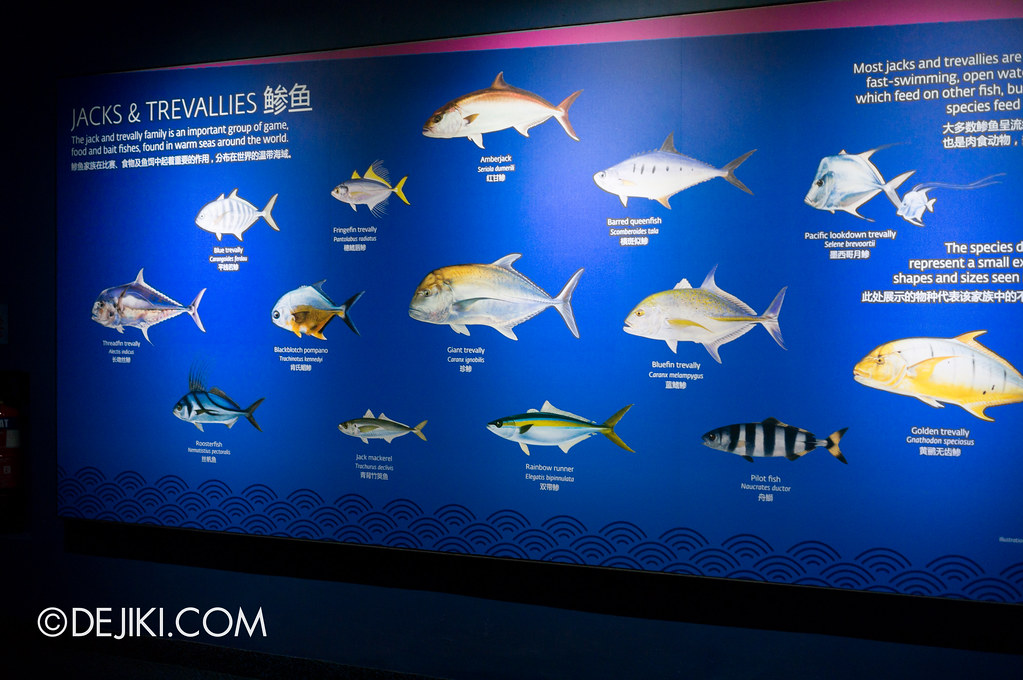S.E.A. Aquarium - Educational displays