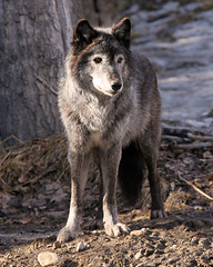 Grey Wolf i8063
