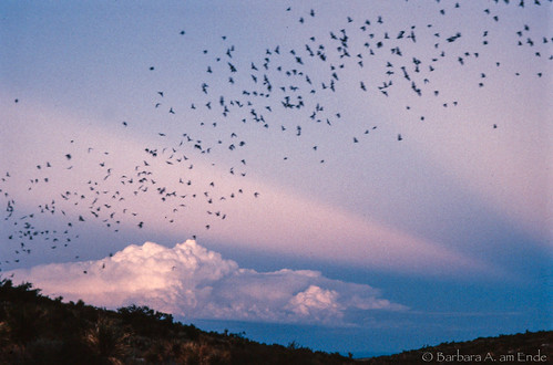 sunset rays carlsbadcaverns bats freetail batflight anticrespucular