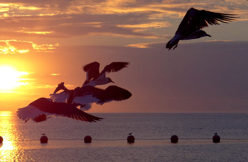 sunset seagulls gulfofmexico birds colorful florida gull gulls flight