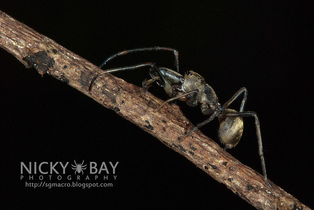 Ant-Mimic Jumping Spider (Salticidae) - DSC_5331