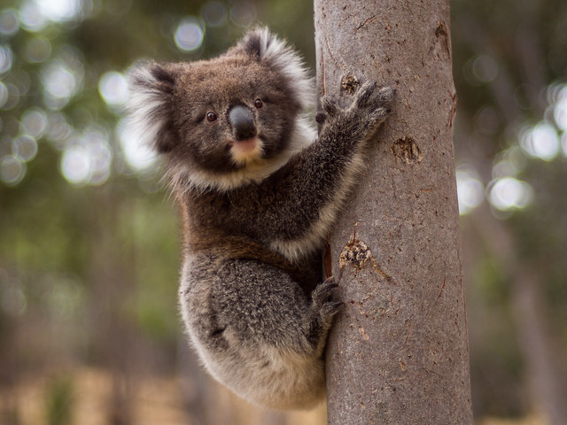 Young Koala