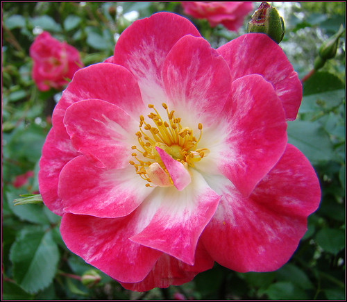 flower nature rose garden newengland rosegarden