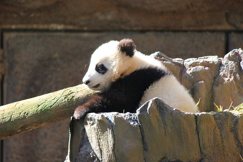 Panda Cub Xiao Liwu "Little Gift" at the San Diego Zoo