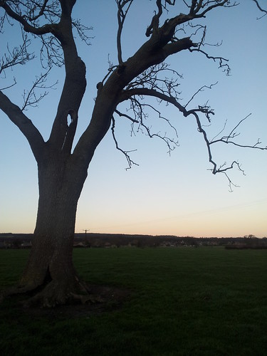 sunset tree field bluesky staindrop