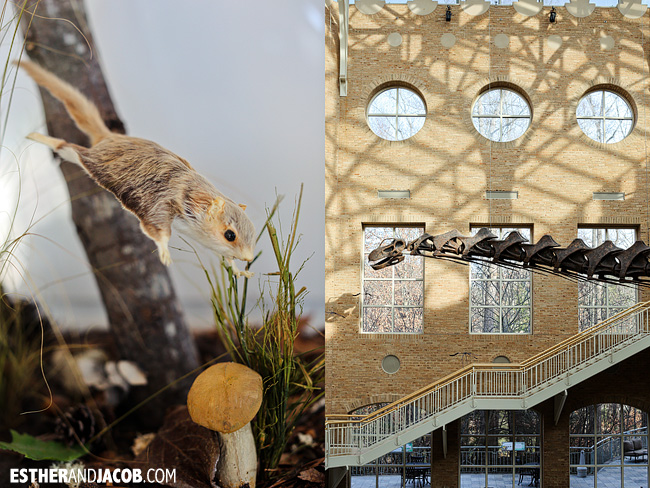 Fernbank Museum of Natural History | Tourists at Home Atlanta Edition