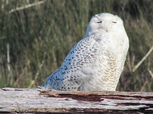 Snowy Owl - Damon Point