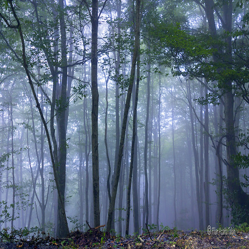 trees france fog forest árboles europa bosque niebla aquitania pierresaintmartin seleccionar pilarazañatalán rememberthatmomentlevel1 copyright©pilarazañatalán