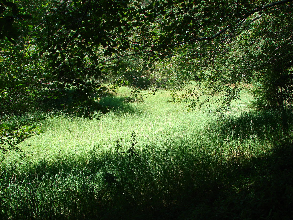 Meadow along the Wilson River Trail