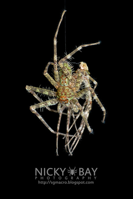 Lichen Huntsman Spider (Pandercetes sp.) - DSC_8202