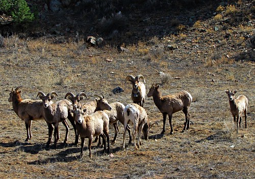 mountains rural colorado wildlife tagged herd us50 bighornsheep bighornsheepocanyon