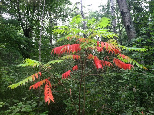 ranger michigan huronmanistee national forests mio district fall color sumac