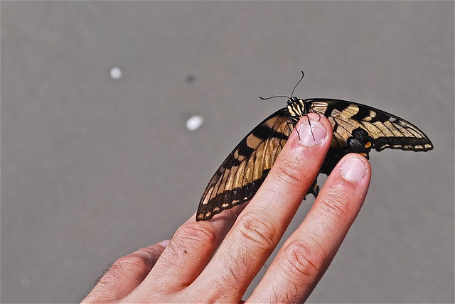 A tiger swallowtail alights on a hand at False Cape State Park in Virginia