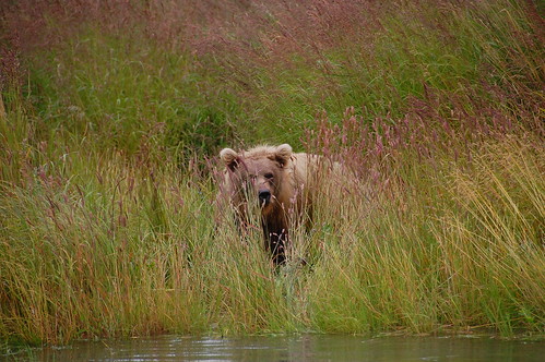 Bear encounter in Alaska