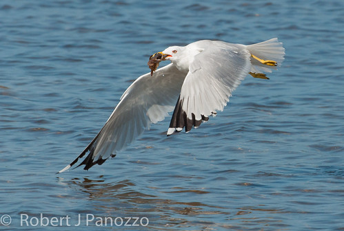 bird gull sanibel sanibelisland ringbilledgull