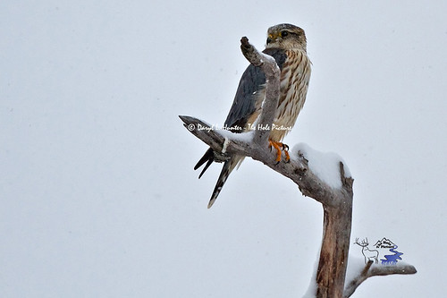 winter usa female unitedstates idaho raptor merlin falcon perched snowing birdofprey pigeonhawk ririe