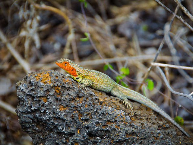 Galapagos Reptiles: Lava Lizards