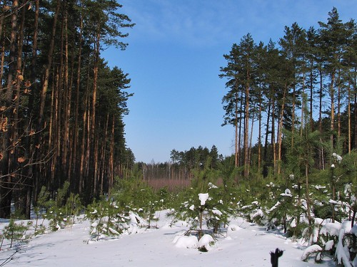 las winter sky snow nature pine forest poland polska natura polen zima śnieg przyroda podkarpackie sosna podkarpacie stalowawola sosnowy