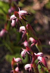 Red-beaked Orchids