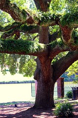 Ferns On a Live Oak
