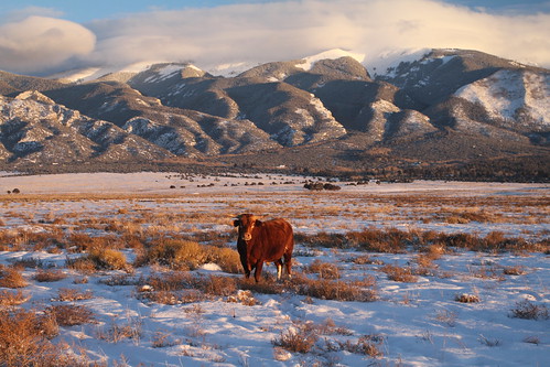 sunset colorado bull alamosa greatsanddunesnp
