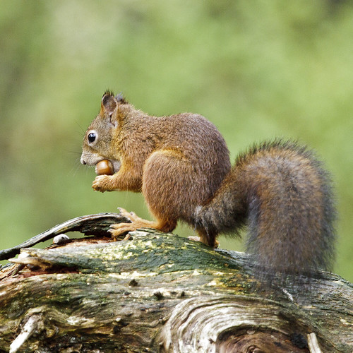 red norway squirrel nor vulgaris nordtrondelag sciurus flatanger