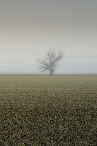cold holland tree netherlands fog foggy lonely groningen polder