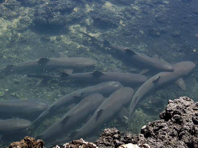 Galapagos fish: Whitetip Reef Sharks
