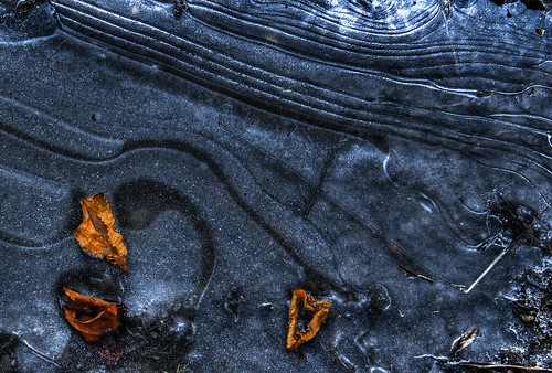 autumn winter ice leaves puddle frozen leaf swirls hss colworth
