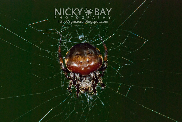 Orb Weaver Spider (Araneus nox) - DSC_5703