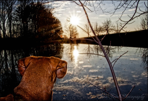 sunset dog canon pond joy