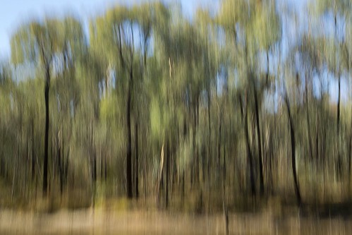 abstract blur tree art leaves forest branches sony australia bluesky victoria icm chiltern ironbark 2875f28 2013 a850 intentionalcameramovement dirkwallace