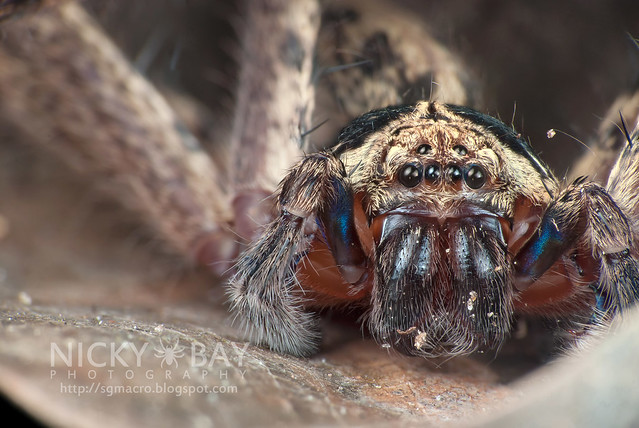 Huntsman Spider (Sparassidae) - DSC_9373