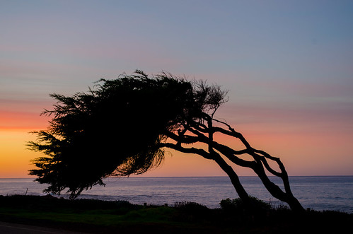 california sunrise cypress california2012