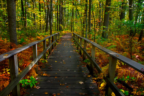 autumn trees red fall nature colors landscape coast wooden woods colorful bright quote path wildlife maine trail boardwalk railing ferns pathway rachelcarson refuge