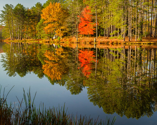 autumn trees dog reflection fall landscape photography photo newjersey pond woods seasons unitedstates collection gathering collecting select generic publish harvesting sandyston publishflickr collectionforests collectionfallcolors