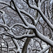 Branches and Snow