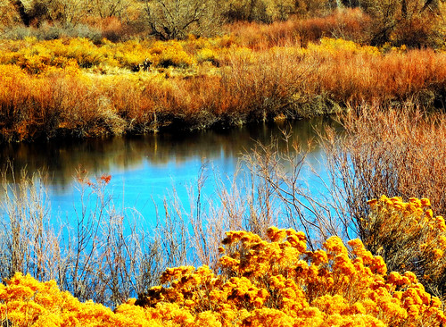 february pond lake colorado chatfieldstatepark us america unitedstates chatfield usa sandraleidholdt plant water