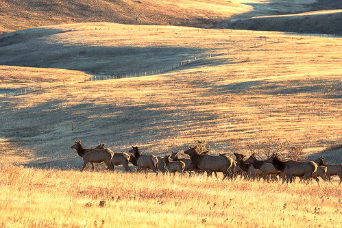 morning autumn brown yellow sunrise golden colorado unitedstates wildlife prairie elk grasslands plainview jeffersoncountyopenspace